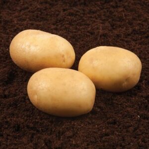 Banba